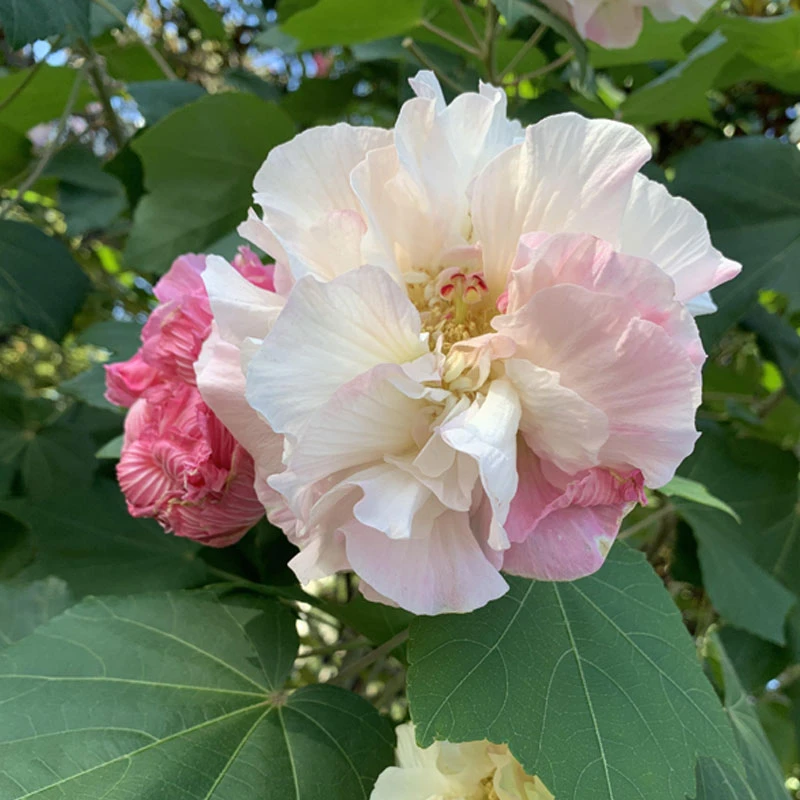 重瓣木芙蓉 一日三变色三醉芙蓉花 当年开花木芙蓉拒霜花庭院阳台
