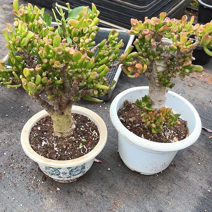 百**果多肉植物，吸财树两颗