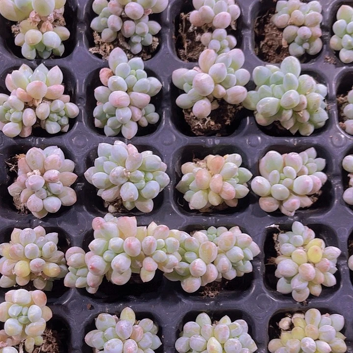 精品奶糖多肉植物