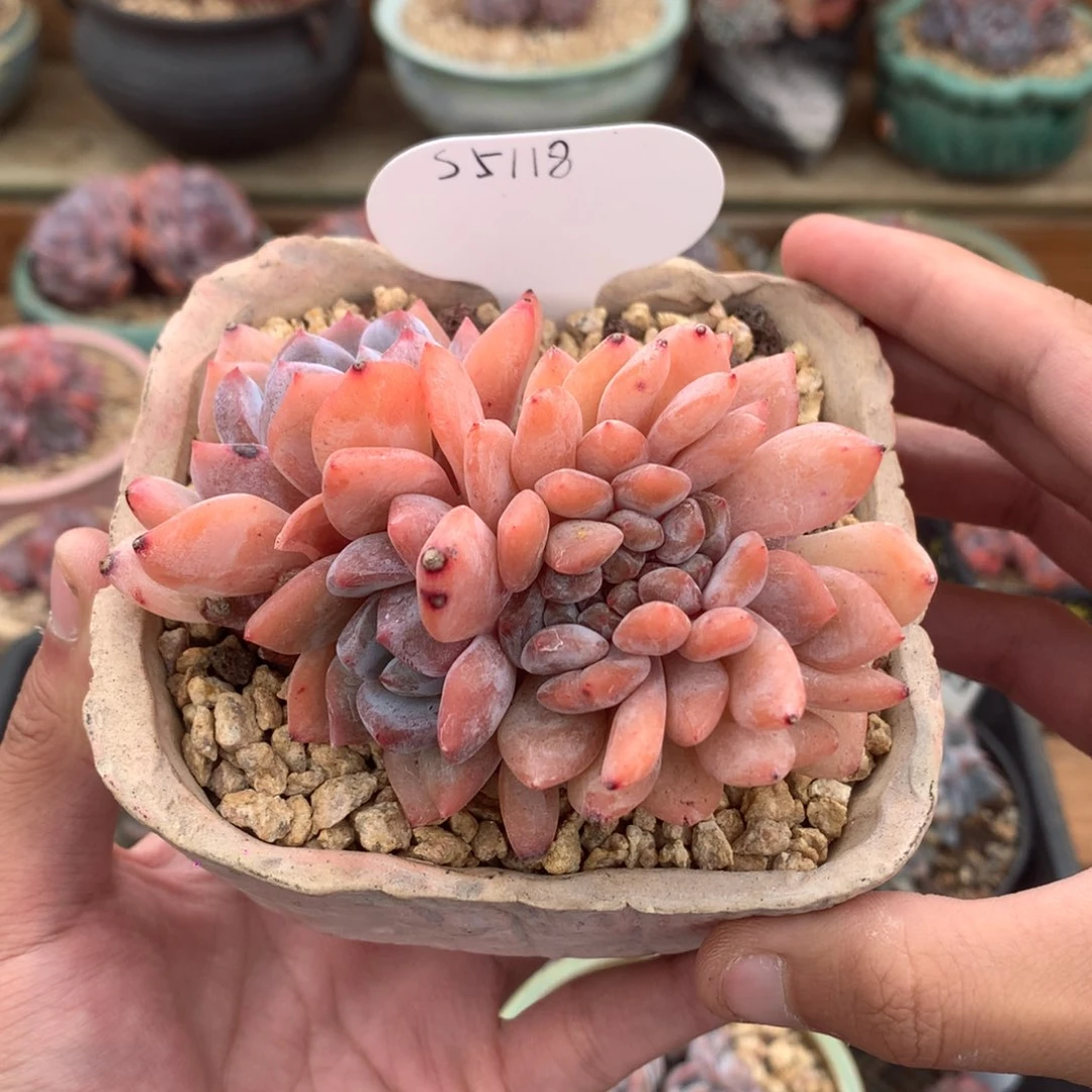 S5118 雪天使缀 无砍 9cm