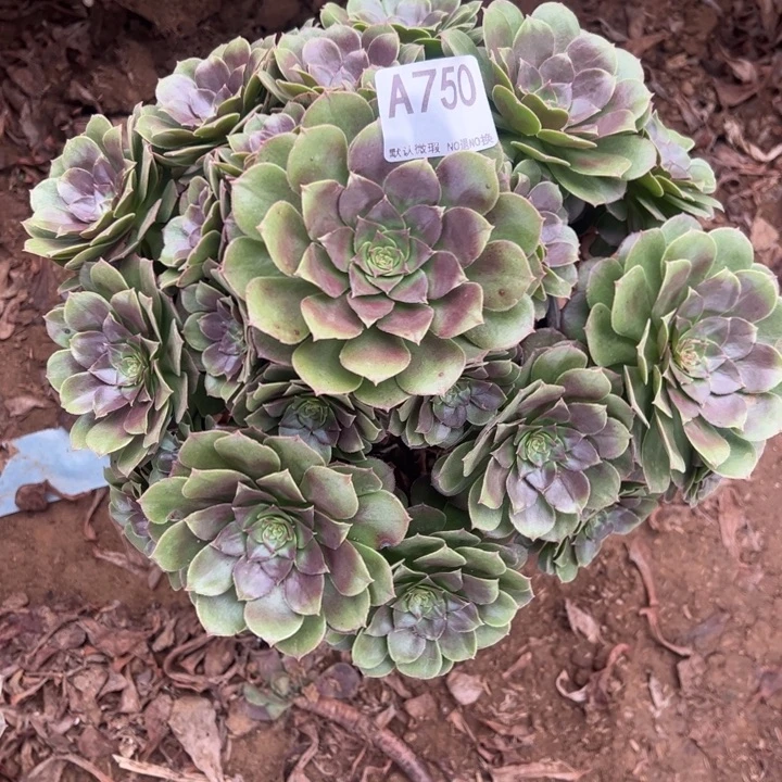 万圣节多肉植物750.
