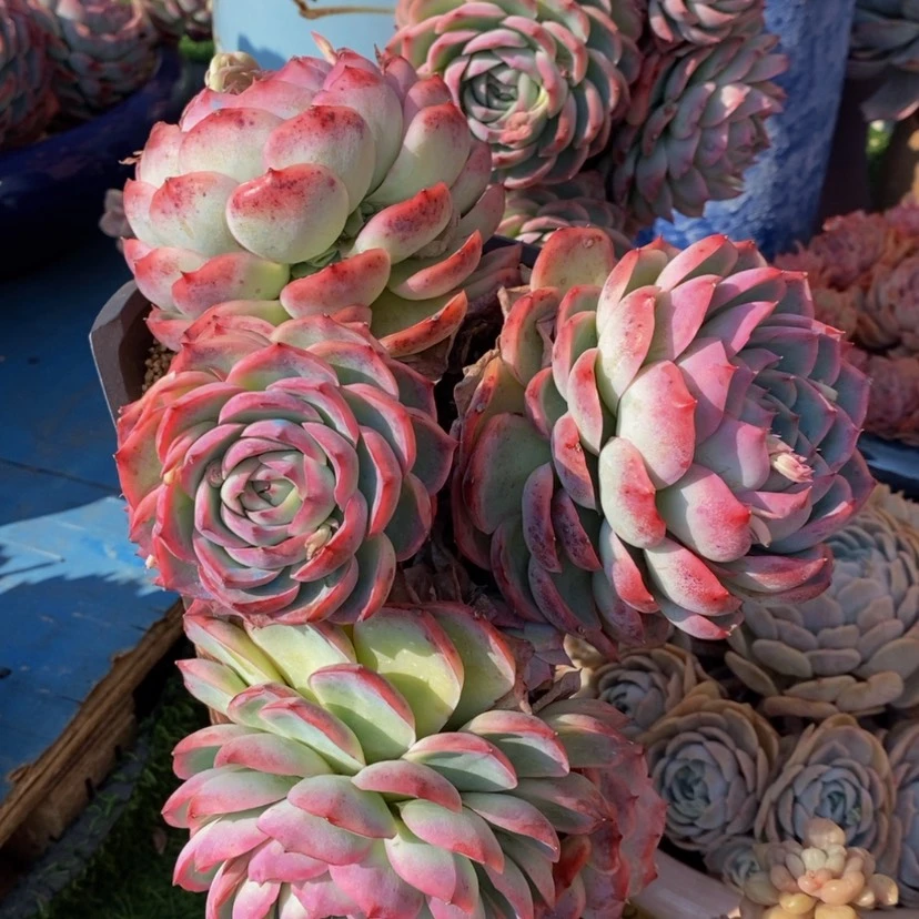 【闪购商品】大*姐多肉植物