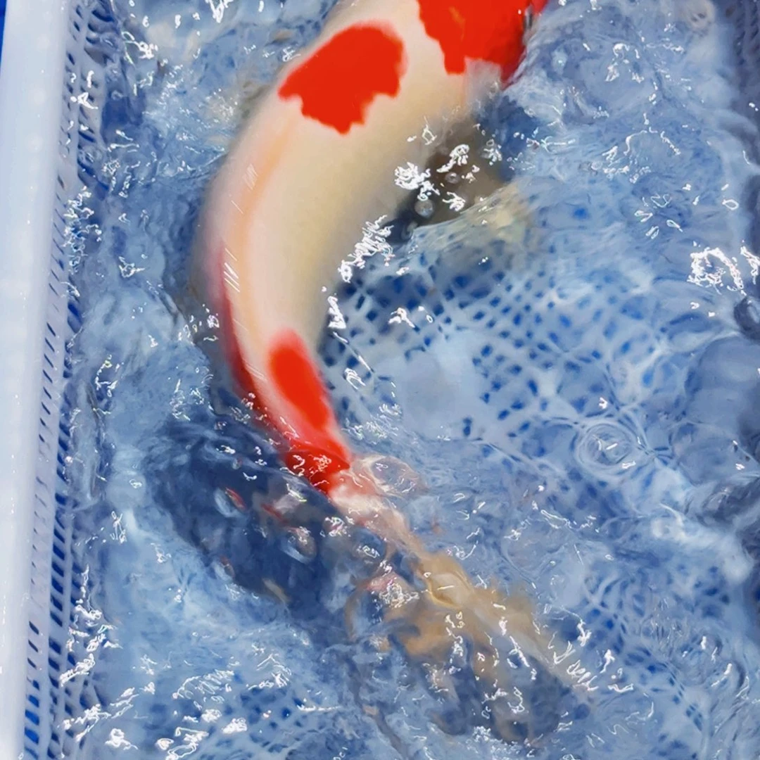 锦鲤精品锦鲤包邮包损