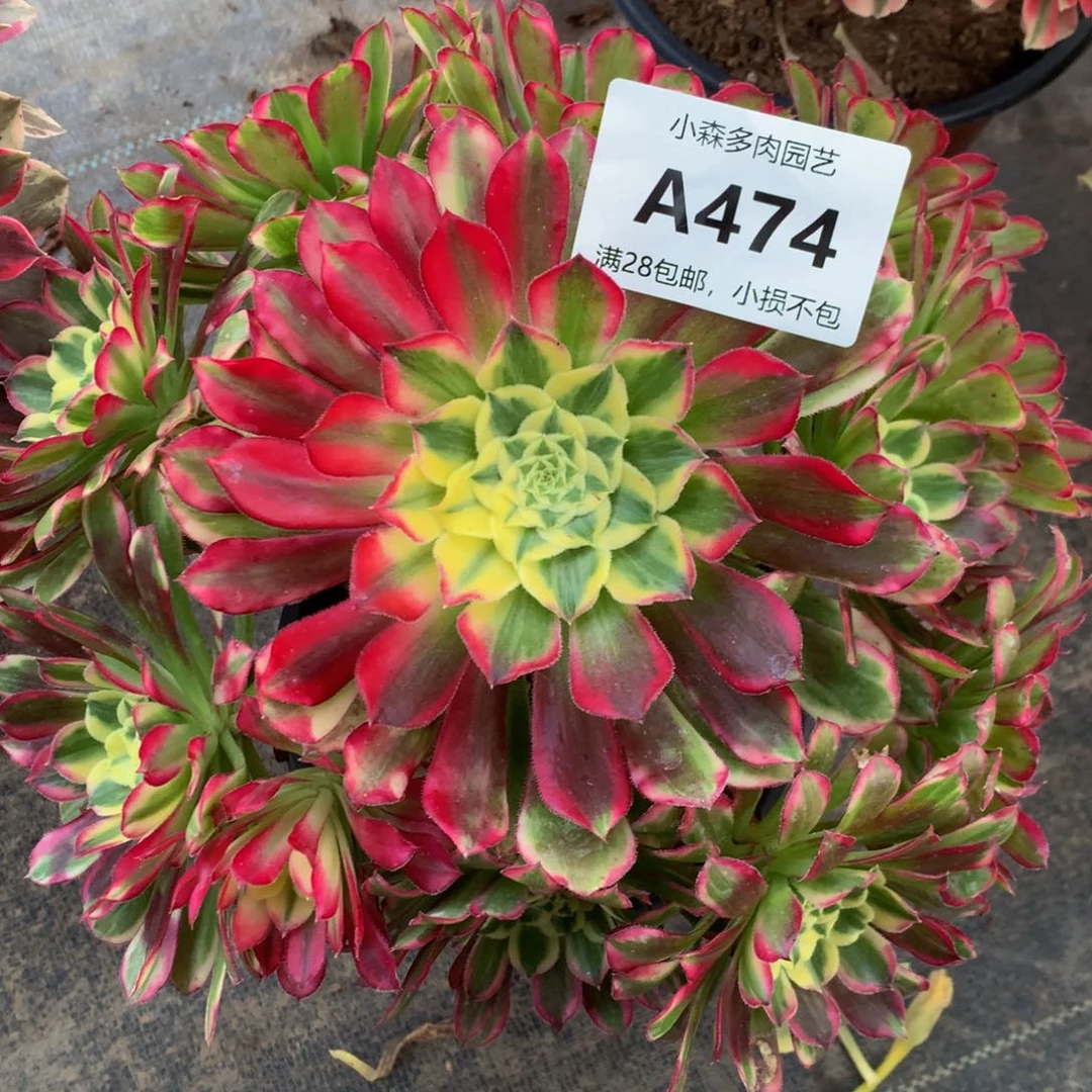 474天河88888888888