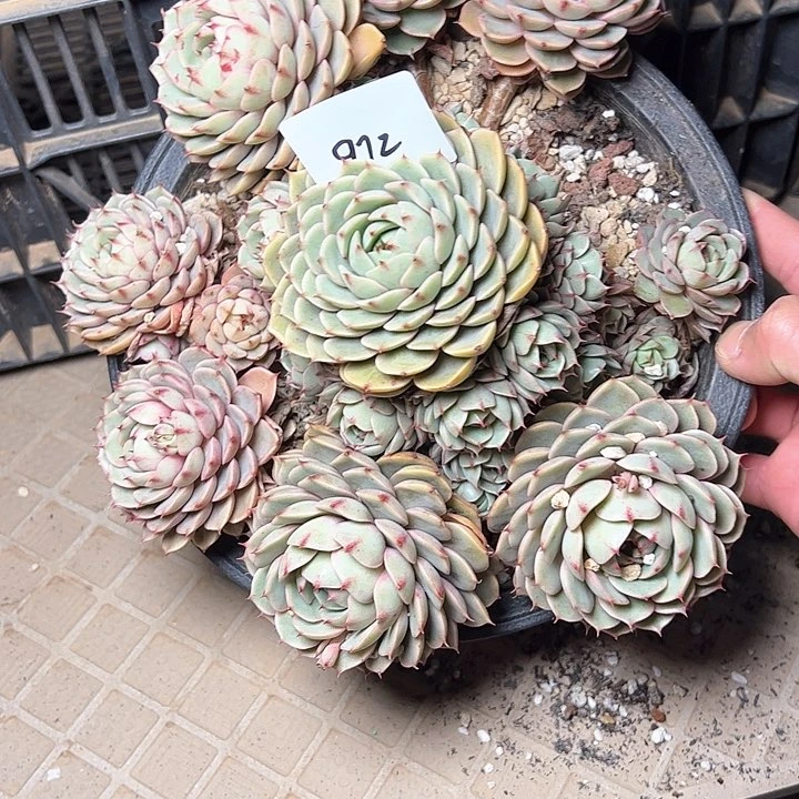 972/////////////////