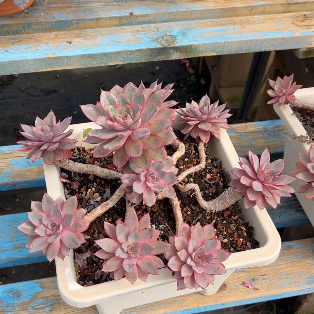 赫拉裸根发货。