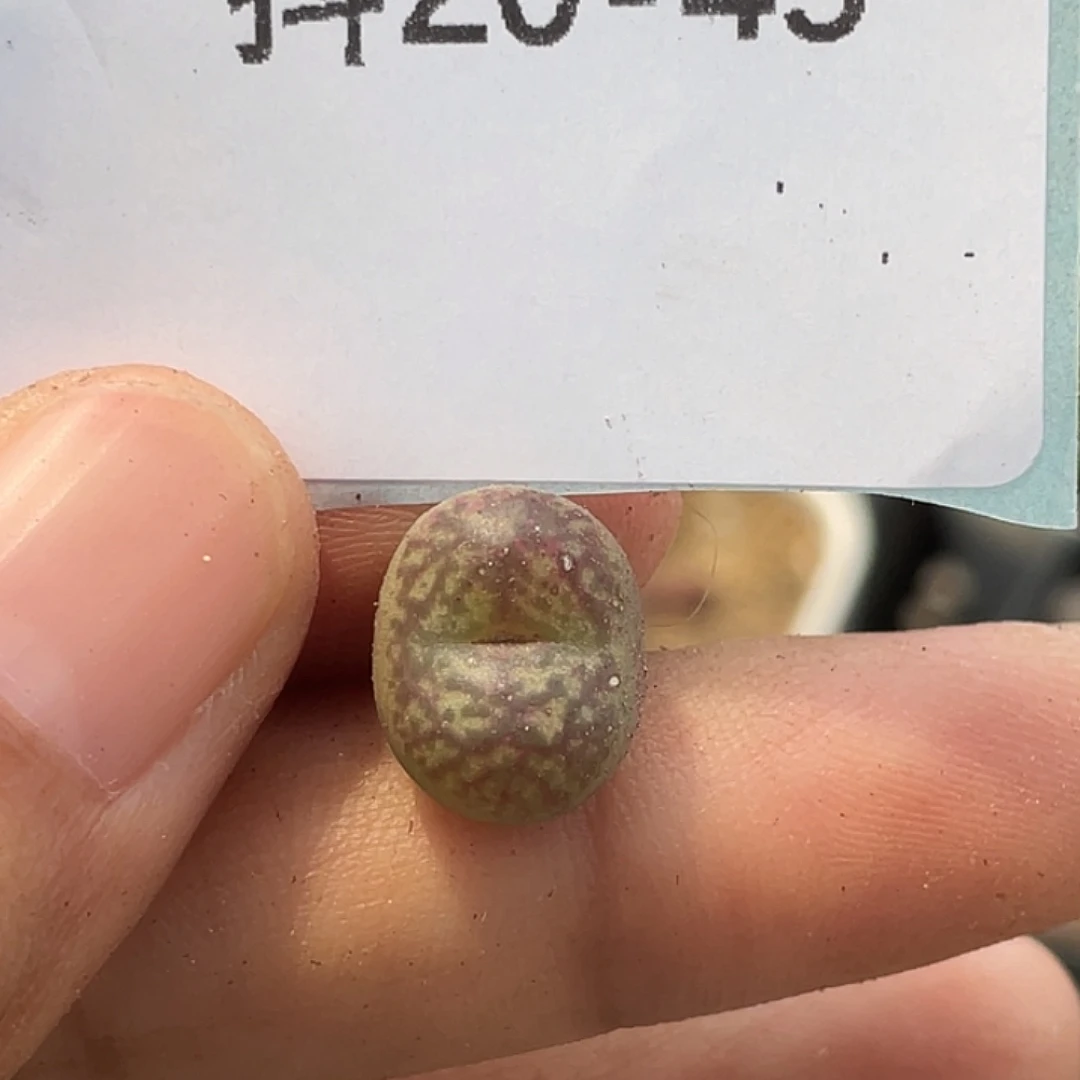 20-49毛杂多肉植物