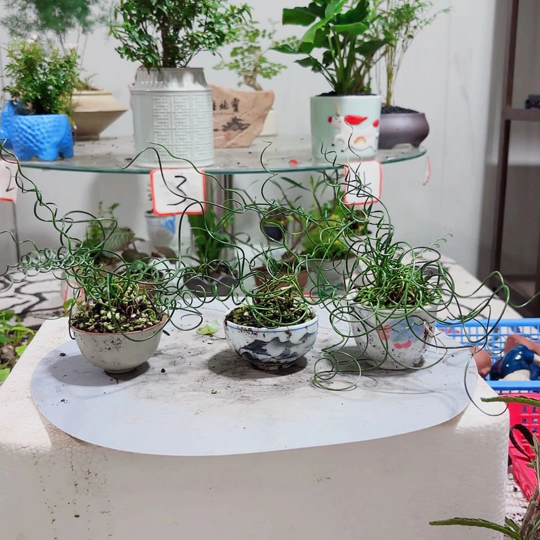 全部花朵一*一物一拍 所见即所得19