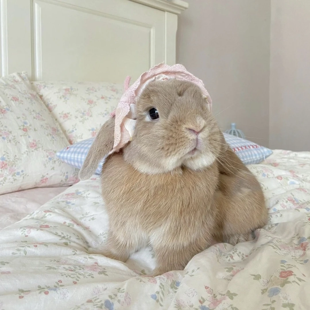 爱吃草的兔子外套