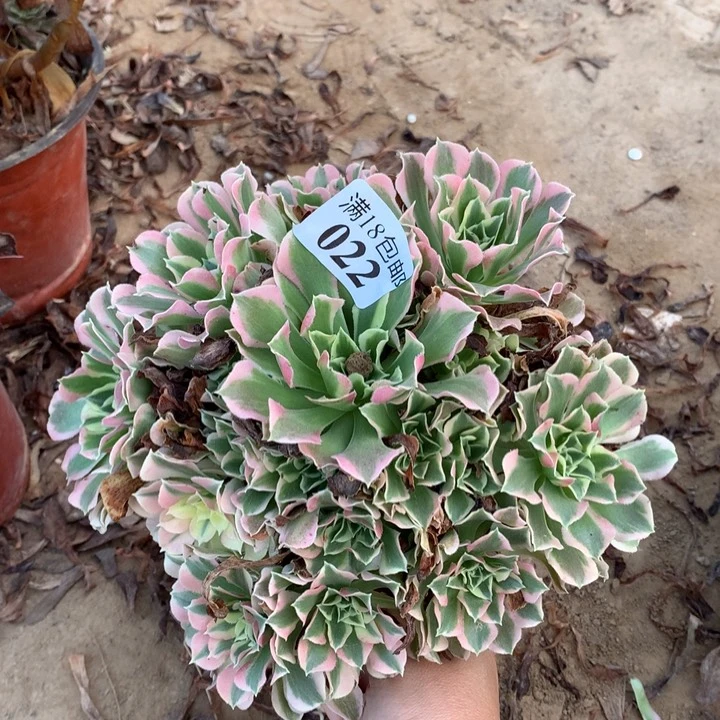 022白凤手捧1号棚