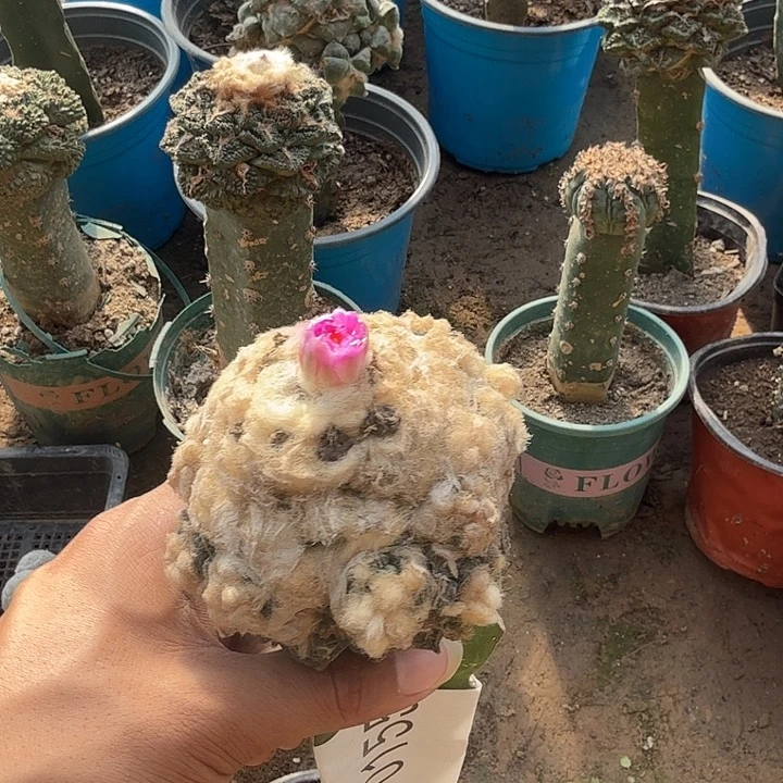 龟甲牡丹高绒0155