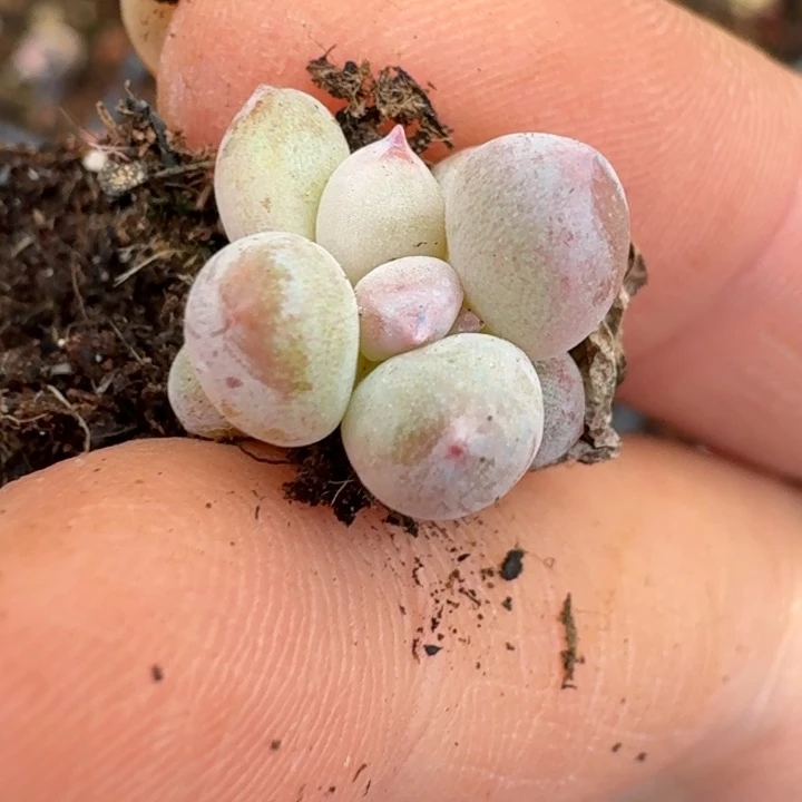 奶酪多肉覆轮叶片447