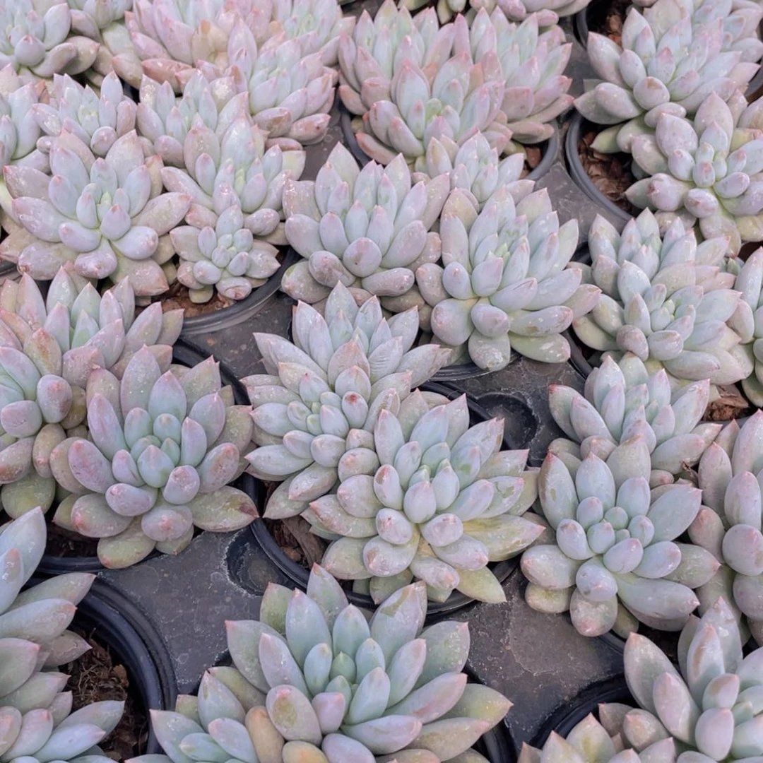 780号 所罗门大群生一个带盆土