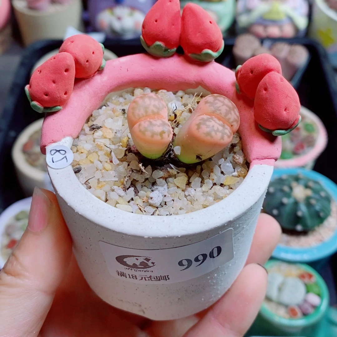 生石花花花花花花花990