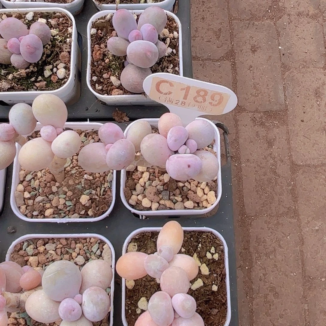 C189水光针一物一拍