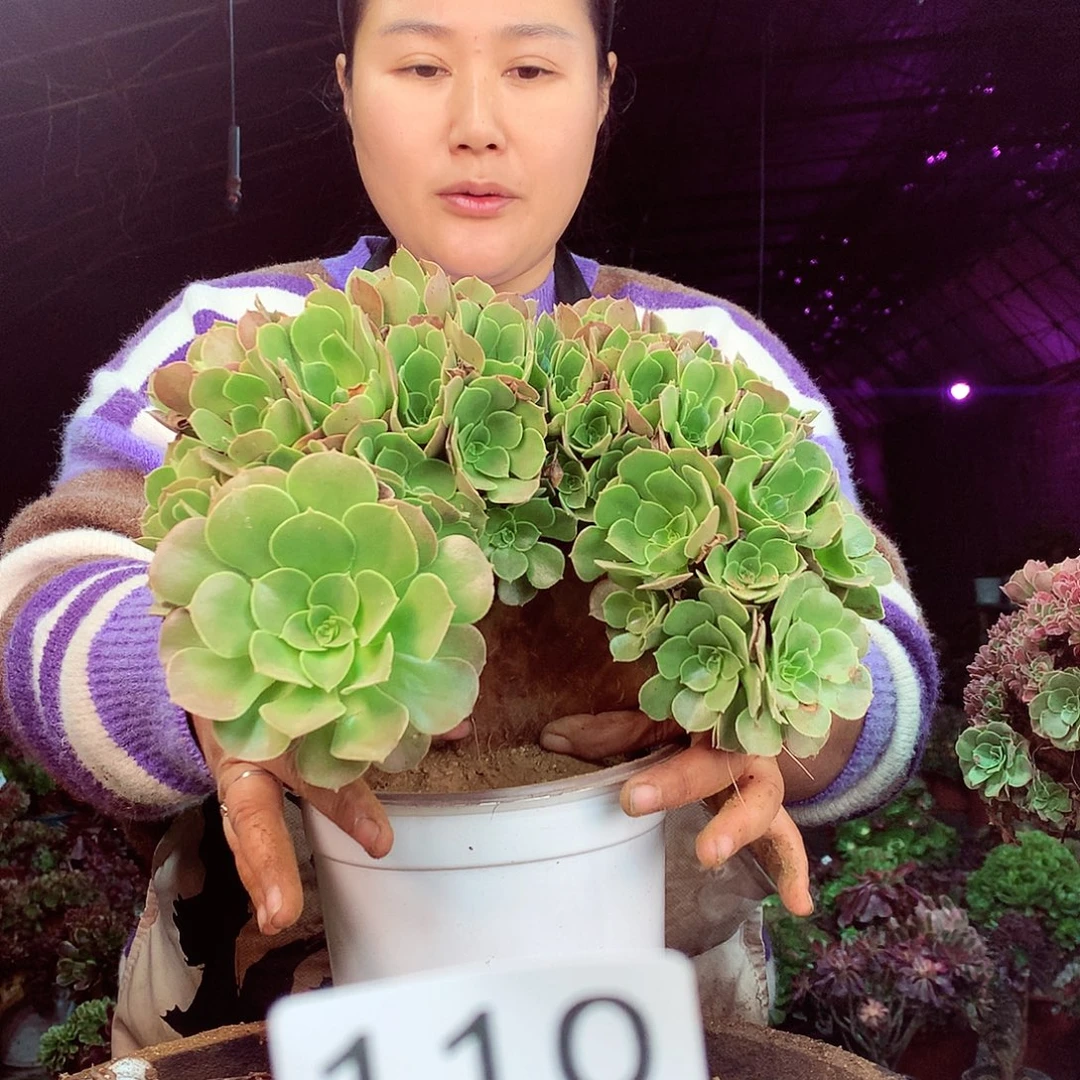 柒柒精品多肉脱土发货不包断侧枝110