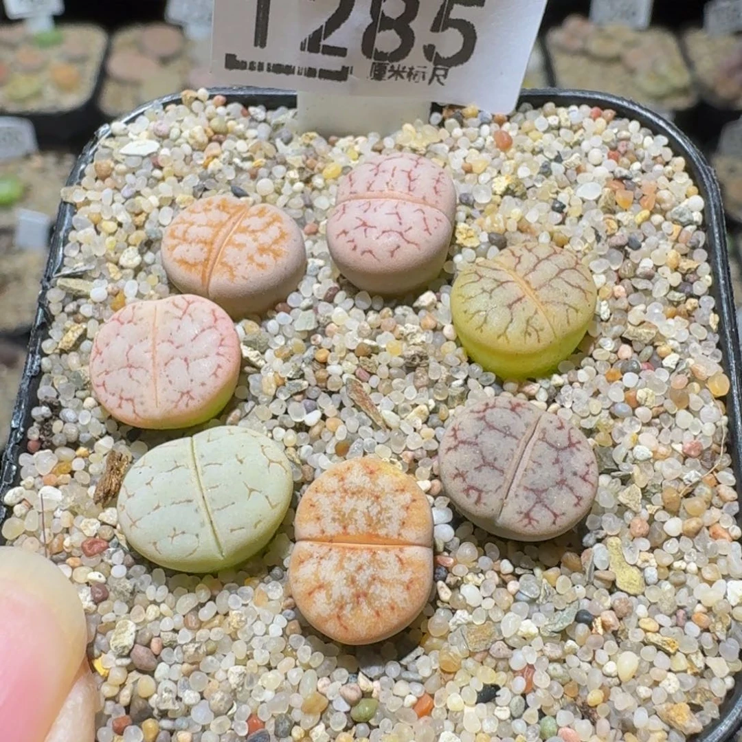 Sssss 好好看呀1285马卡龙色