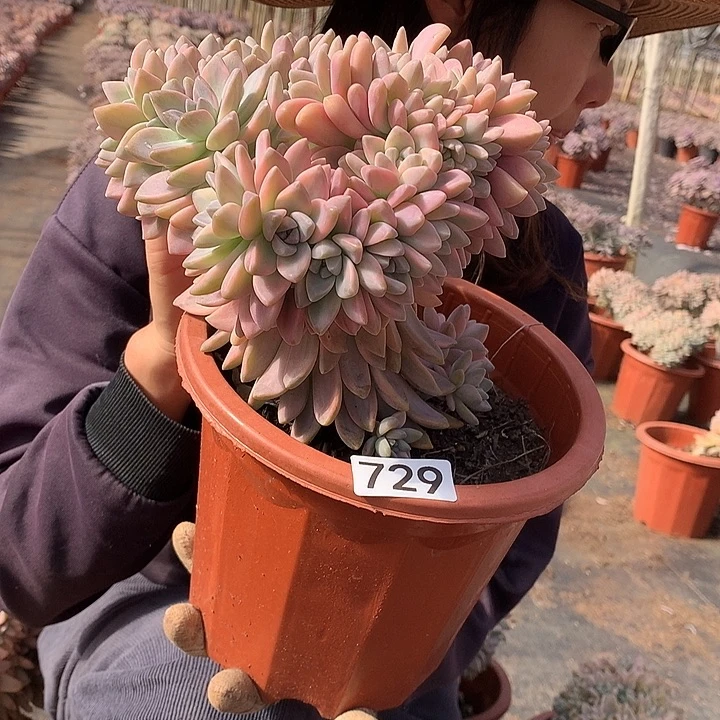 729 淡雪锦一物一拍