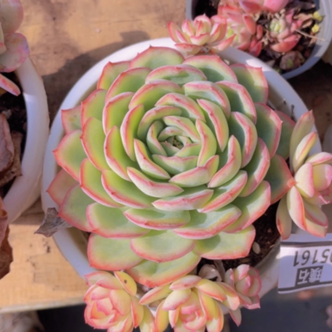 【闪购商品】晨露05161