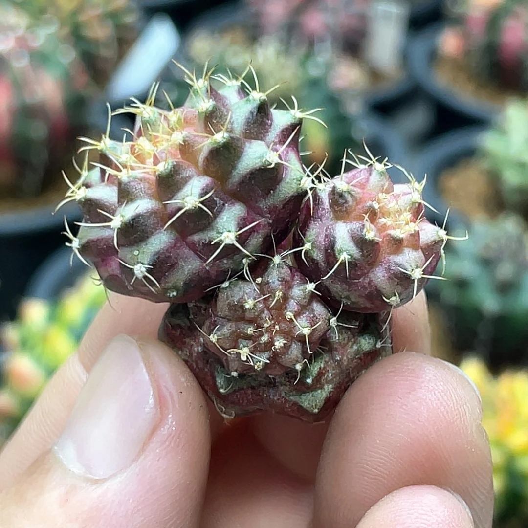 无花朵泰系实生，多头梦想轮回1