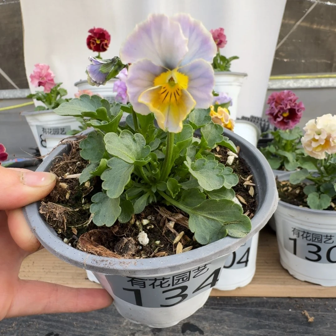 无花朵134号角堇