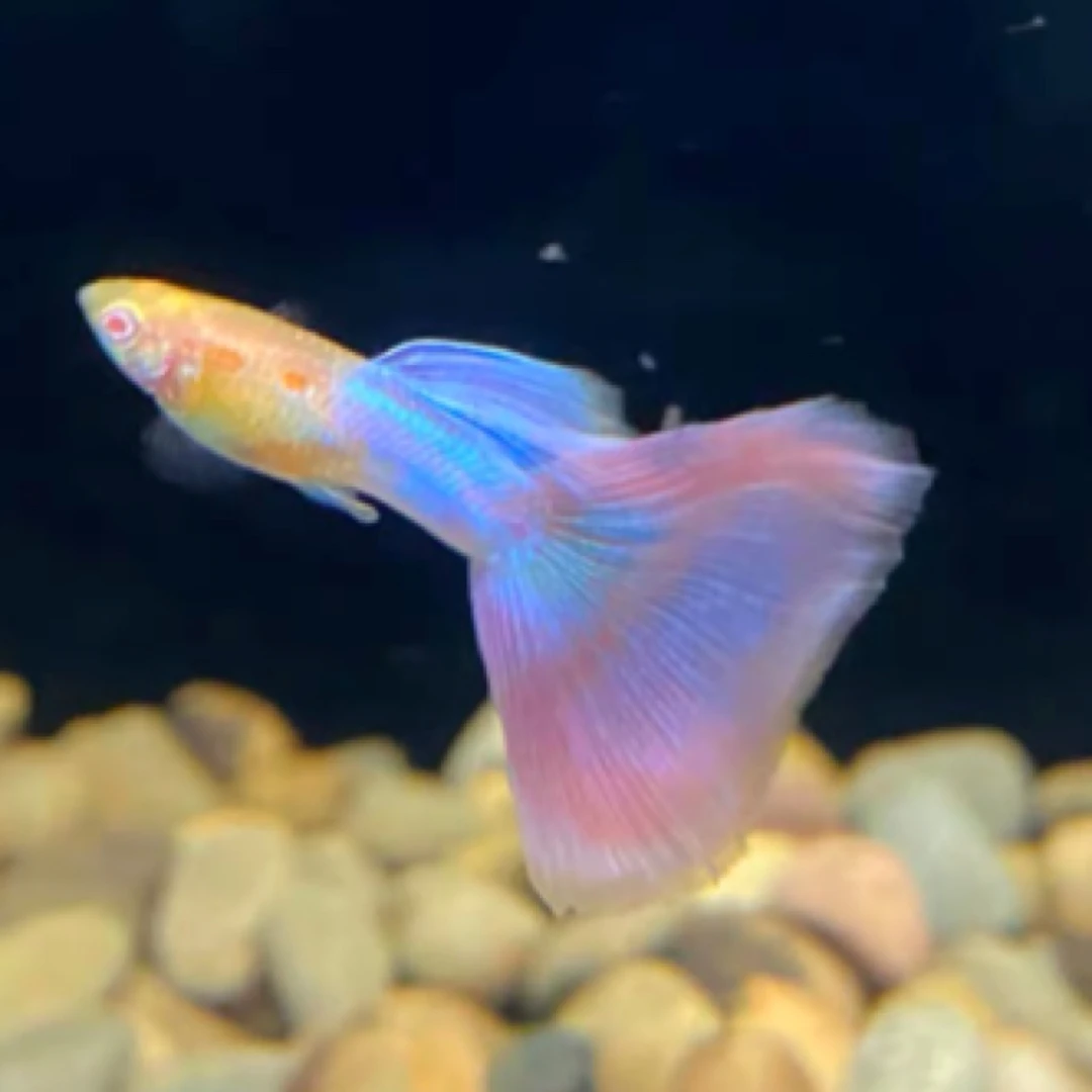 仙女天使彩虹精品观赏鱼大尾梦幻透色系，新奇宠物，宠物活体