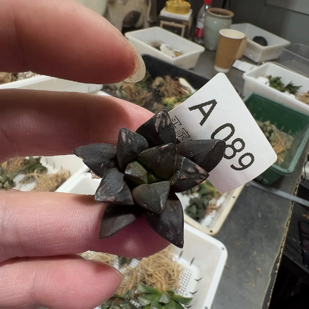 多肉植物专拍植物不退换 一物一拍 089