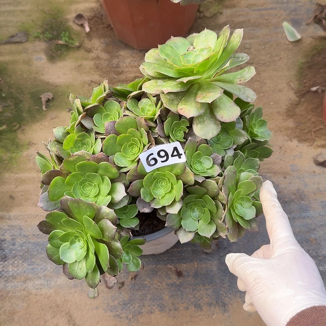 多肉万圣节694号，，，