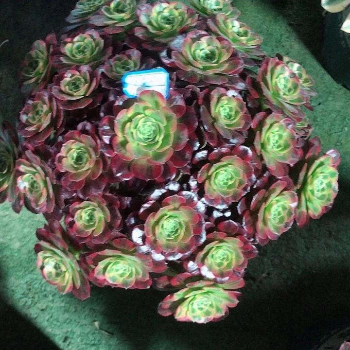 180安娜多肉法师