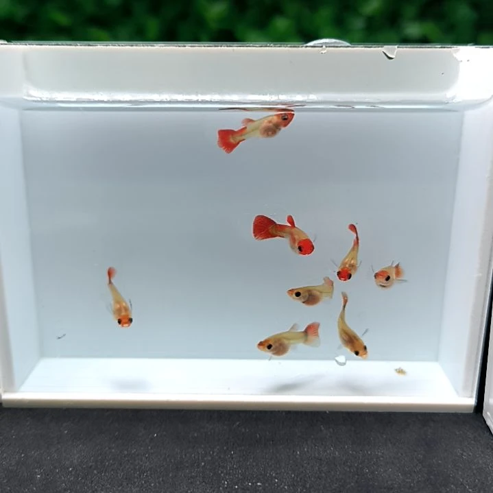 孔雀鱼红头玻璃猫苗子8条含两条被损。