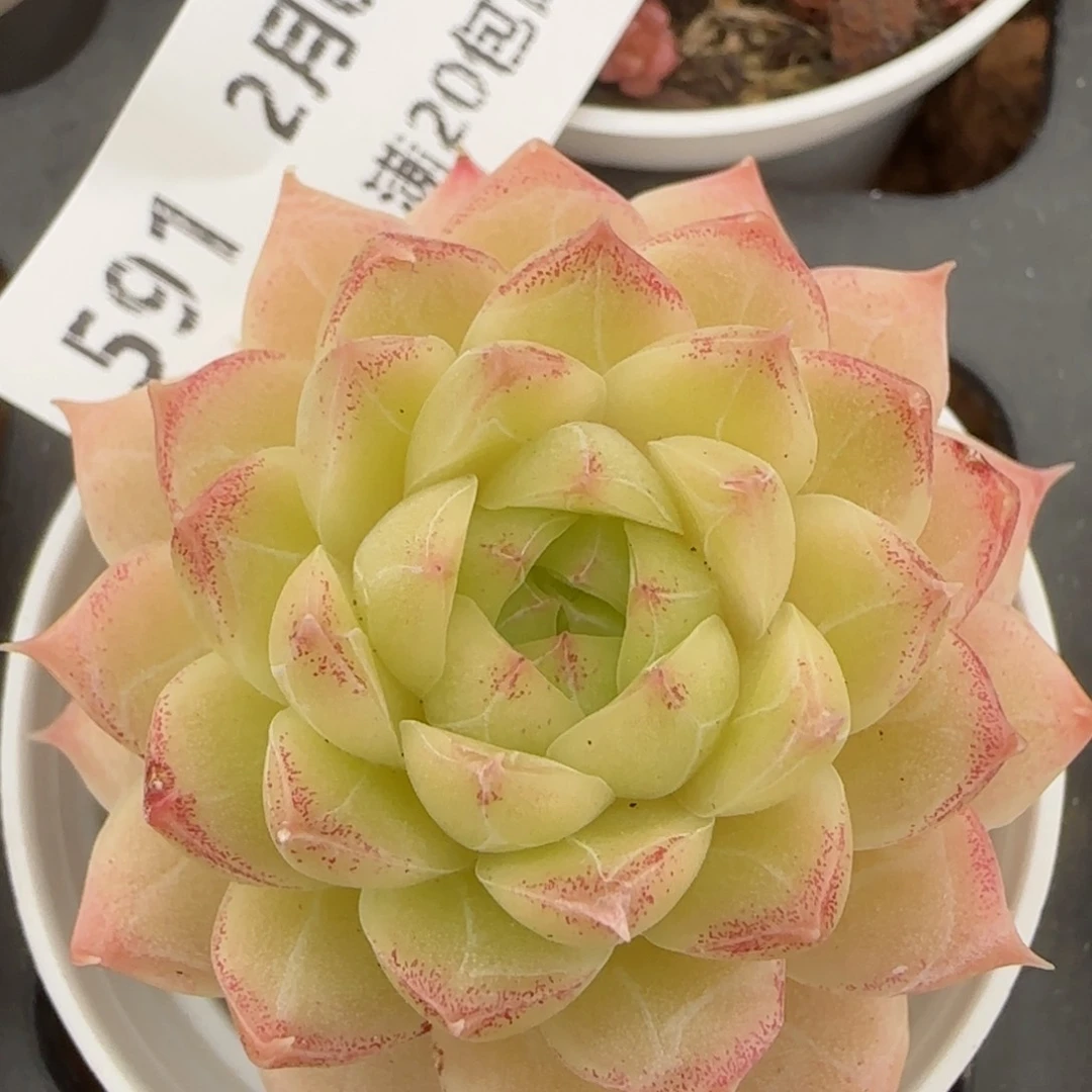 花语逸镜0207-591