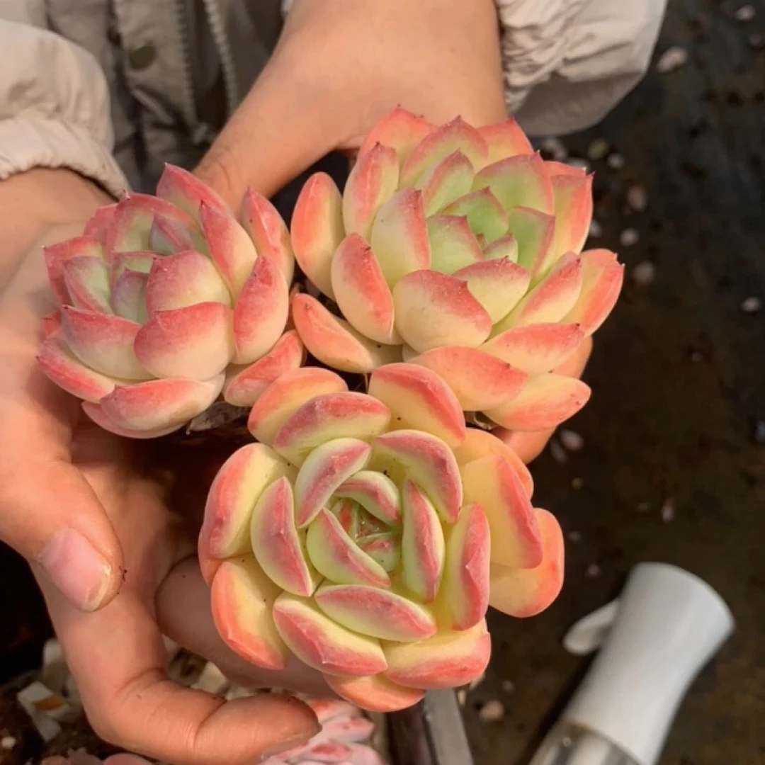 三颗雪夜老桩多肉植物