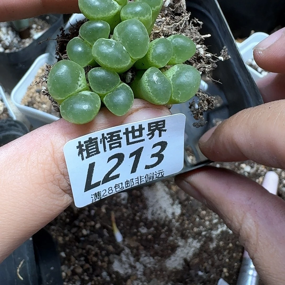 多肉植物多肉植物