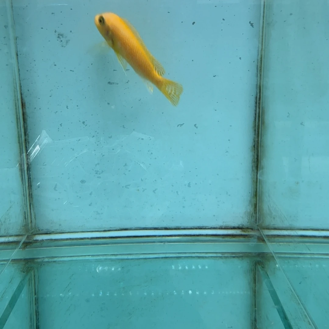 慈鲷430埃斯特斑马。