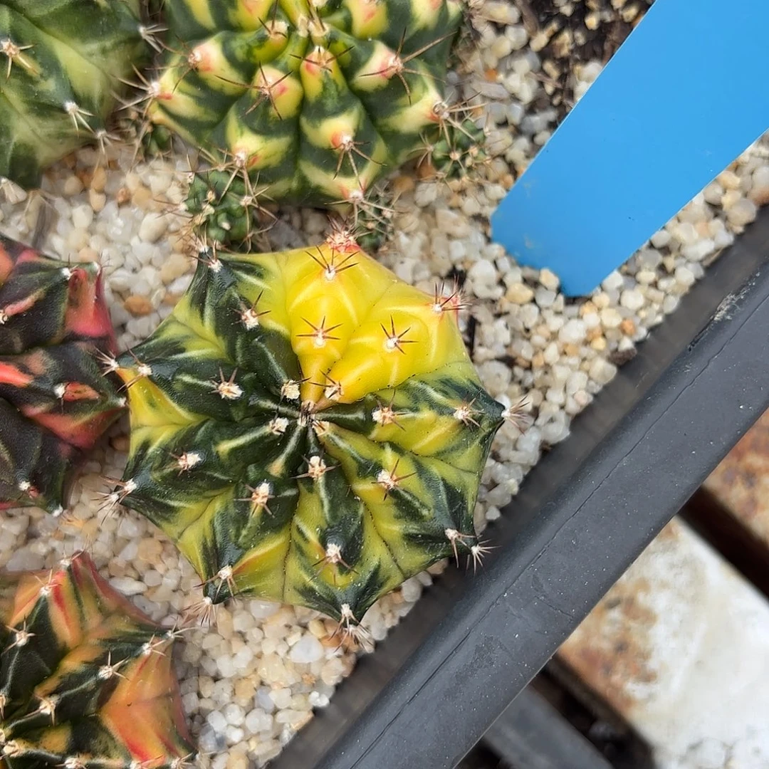 Z1112-1114泰国米哈钻石梦