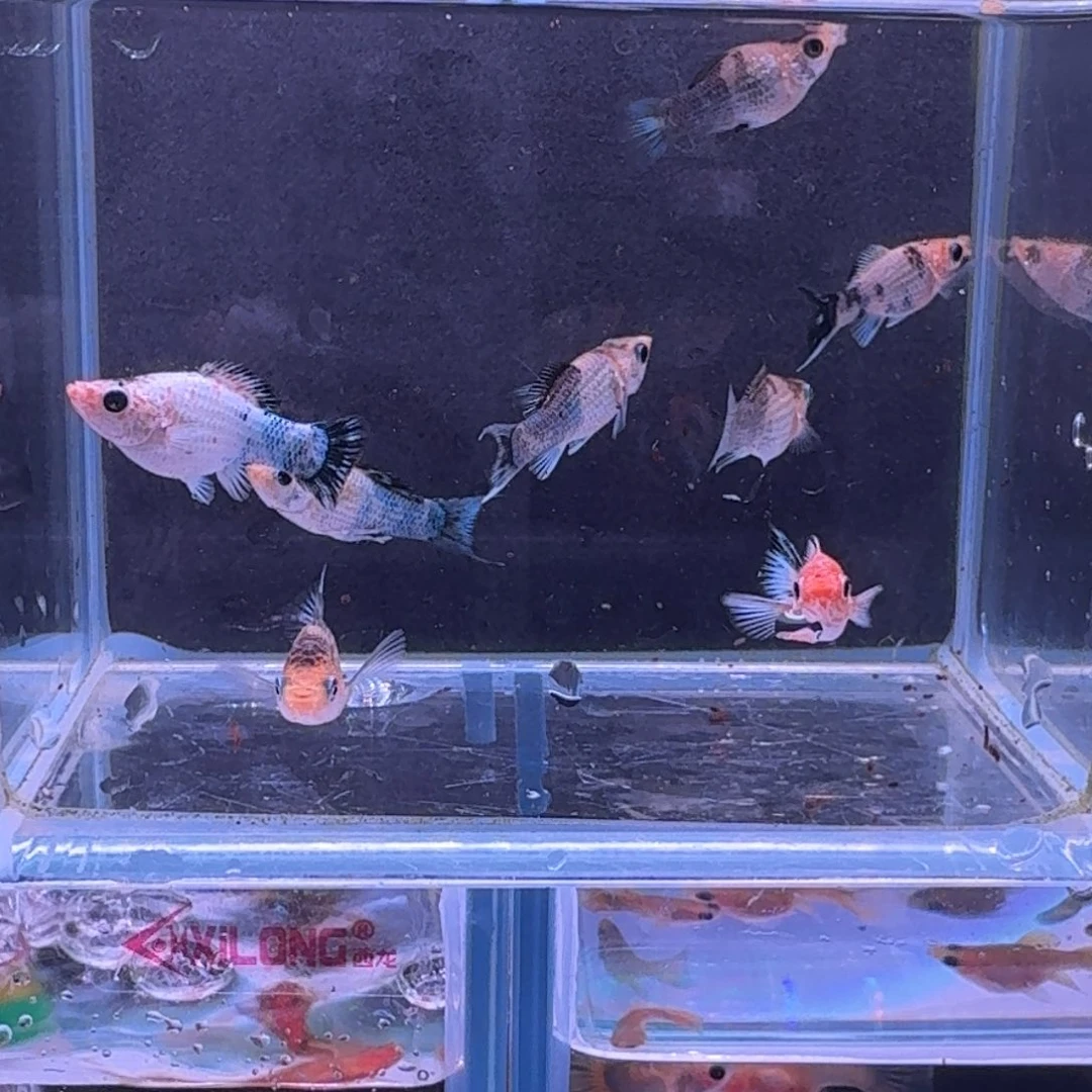 海水鱼多乐苗子玛丽6条呗2