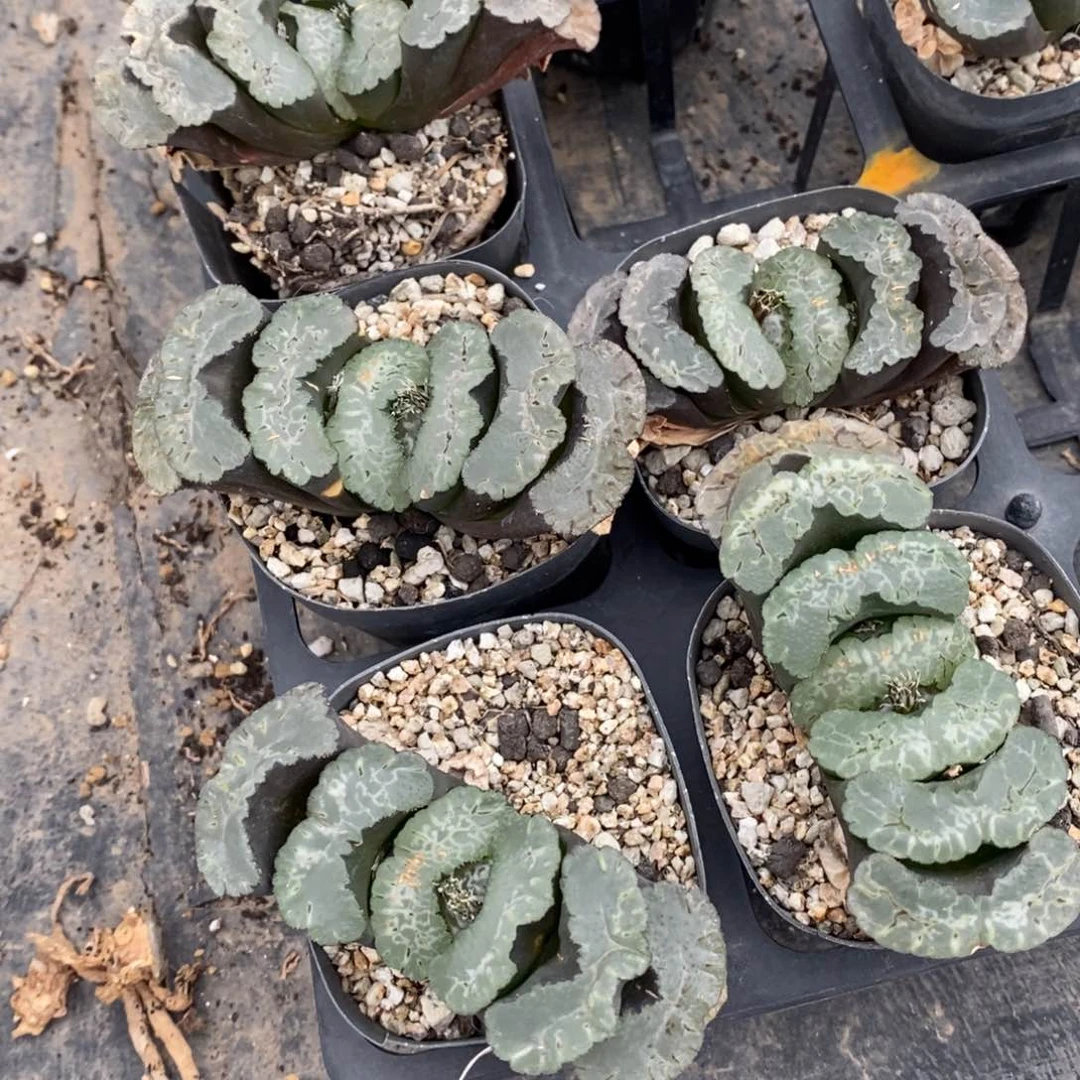 1457 一颗大年份玉扇 超级618福利。