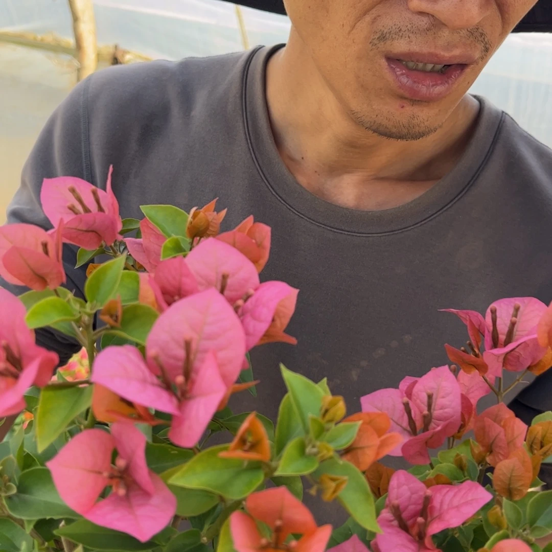 全部花苞（米奇）三角梅会落花落叶会光杆苗有大有小