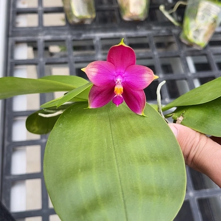 全部花苞1202福利