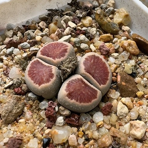 2757菊红窗全窗母本双头带盆