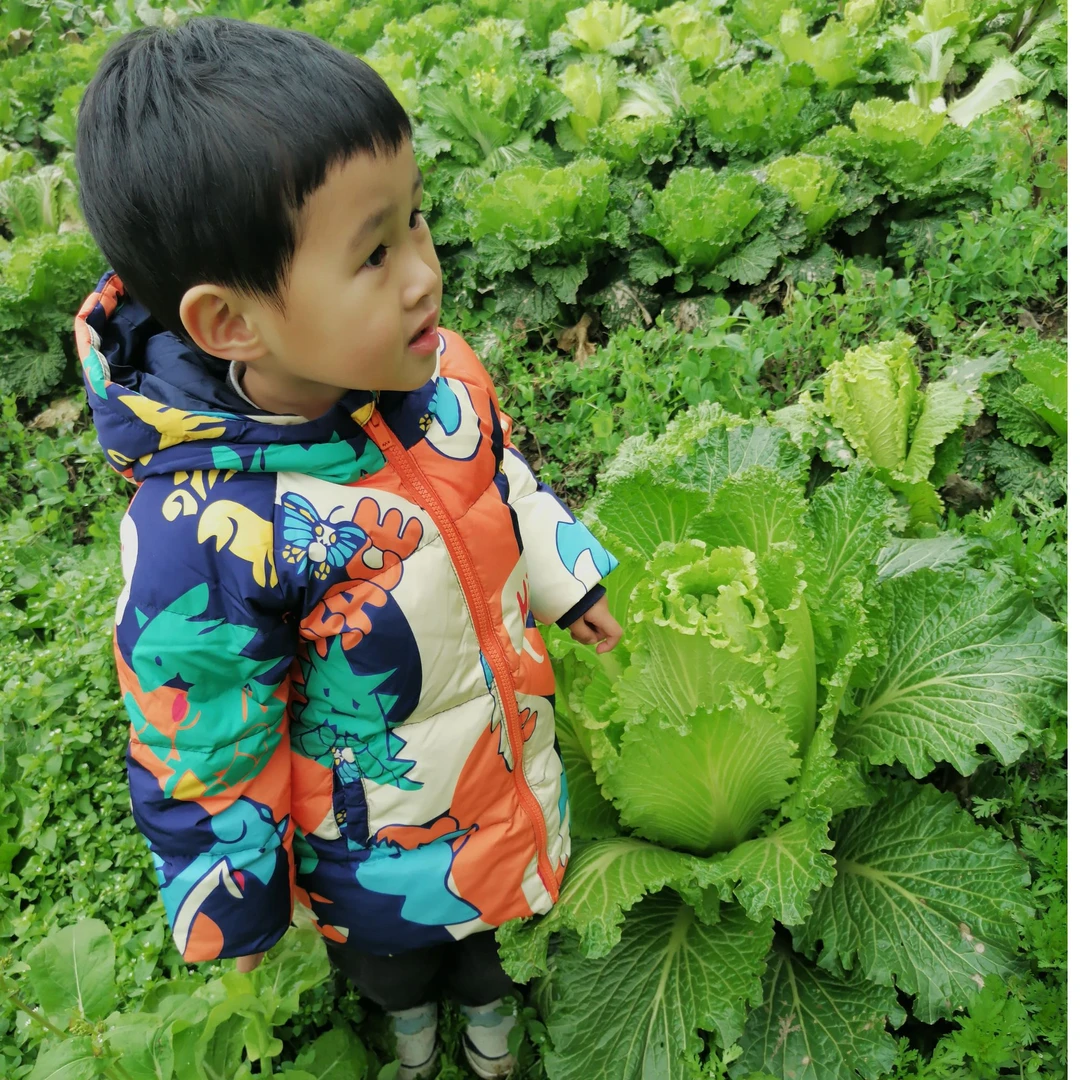 贵州大山里农家露天自种白菜，农家肥，菜草共生，现摘现发