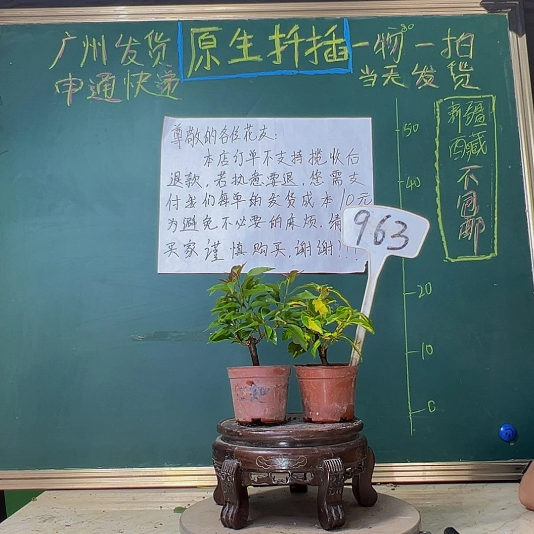 当前无花栽培后可以开花 金心双色 热火桑巴 掌中宝 963