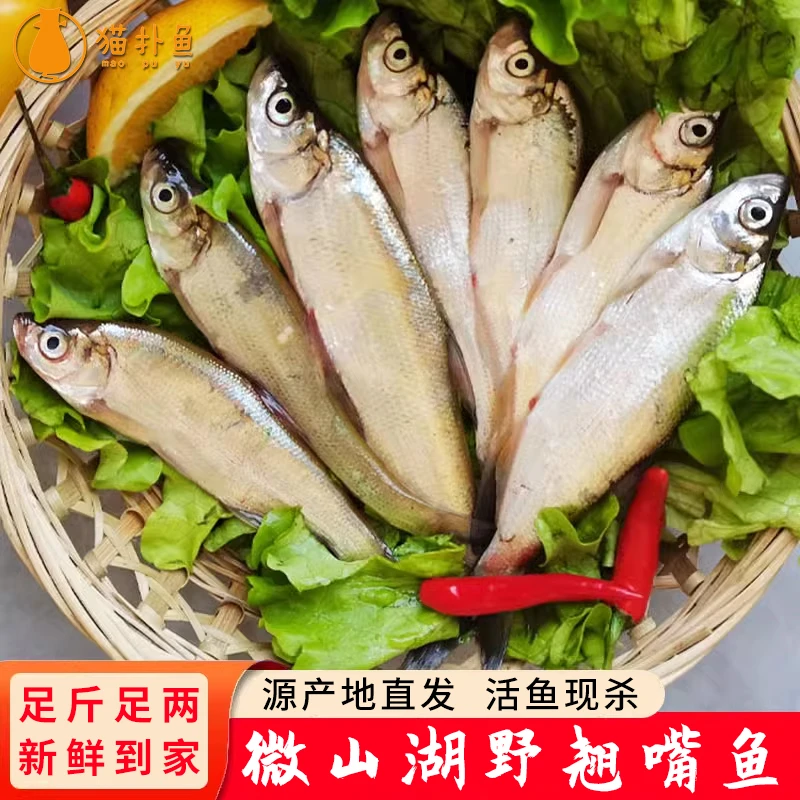 猫扑鱼微山湖新鲜野翘嘴鱼小河鱼白鱼刁子鱼餐条川条小白条鱼干