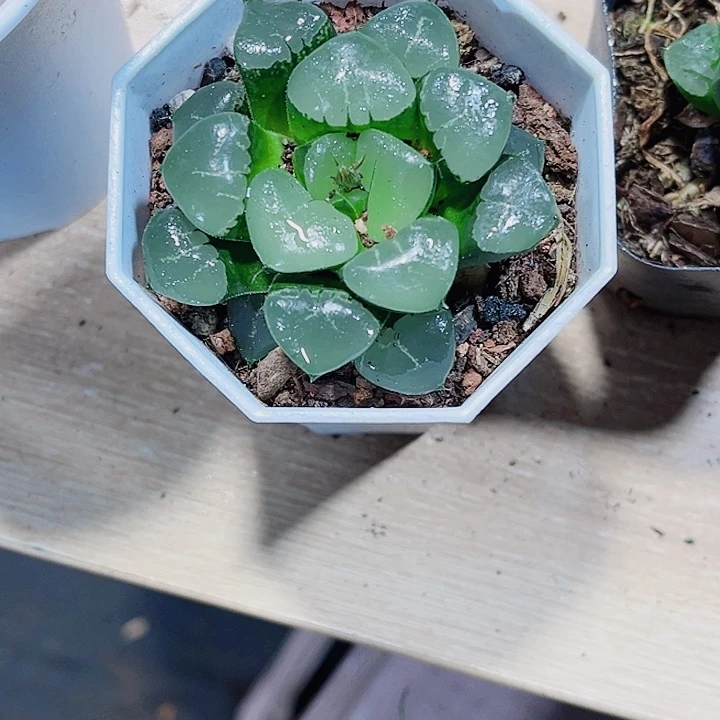 姬翠寿精品十二卷