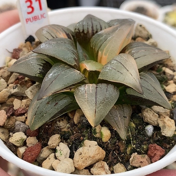 31y.红玟寿锦一物一拍