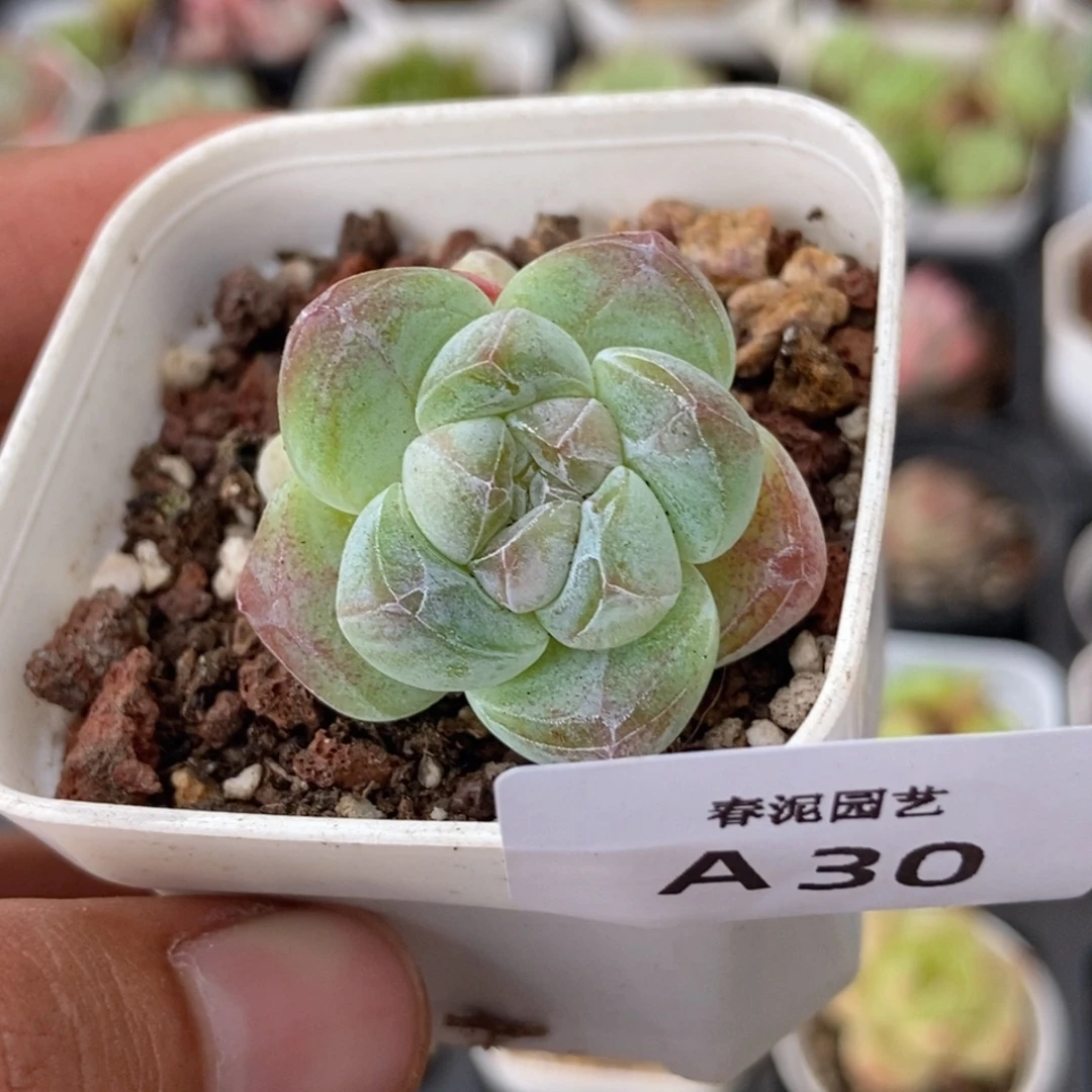 春泥家多肉一物一拍A30