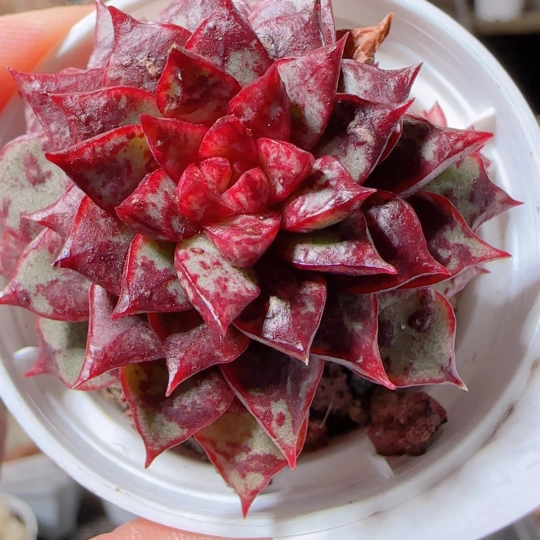 花语多肉1211-59朱雀