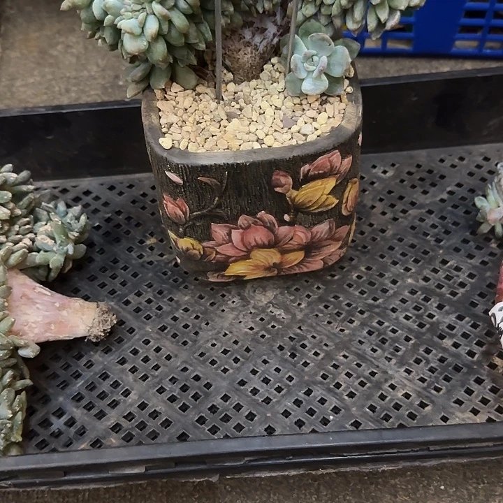 沫*多肉植物一物一拍