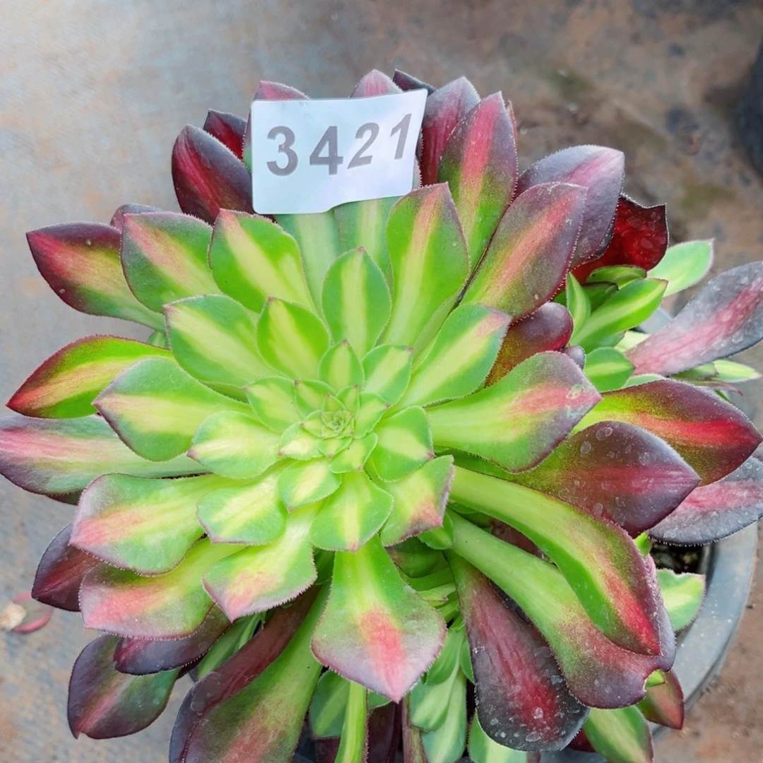 童颜多肉发货发货