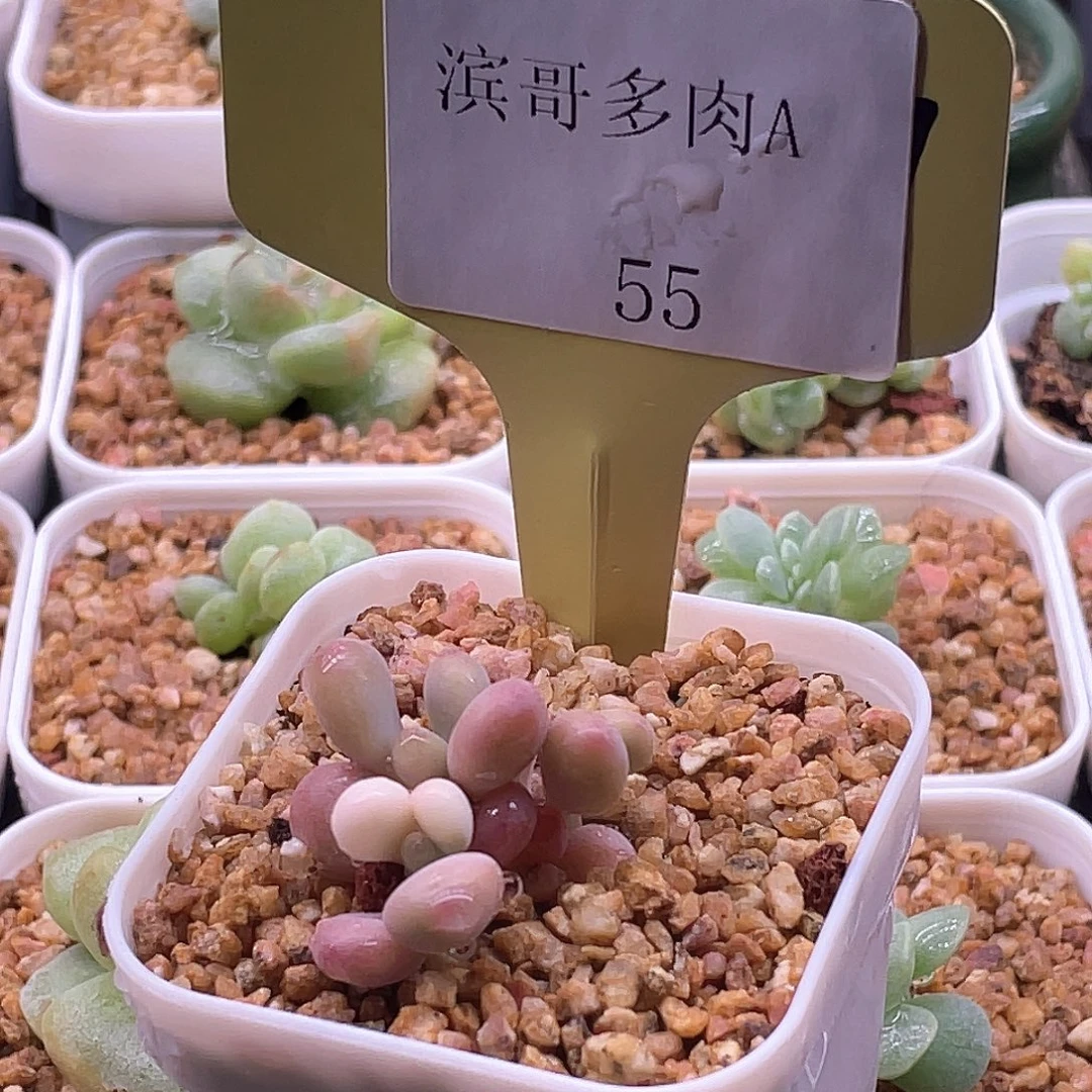 滨哥多肉A55桃蛋白锦开播福利